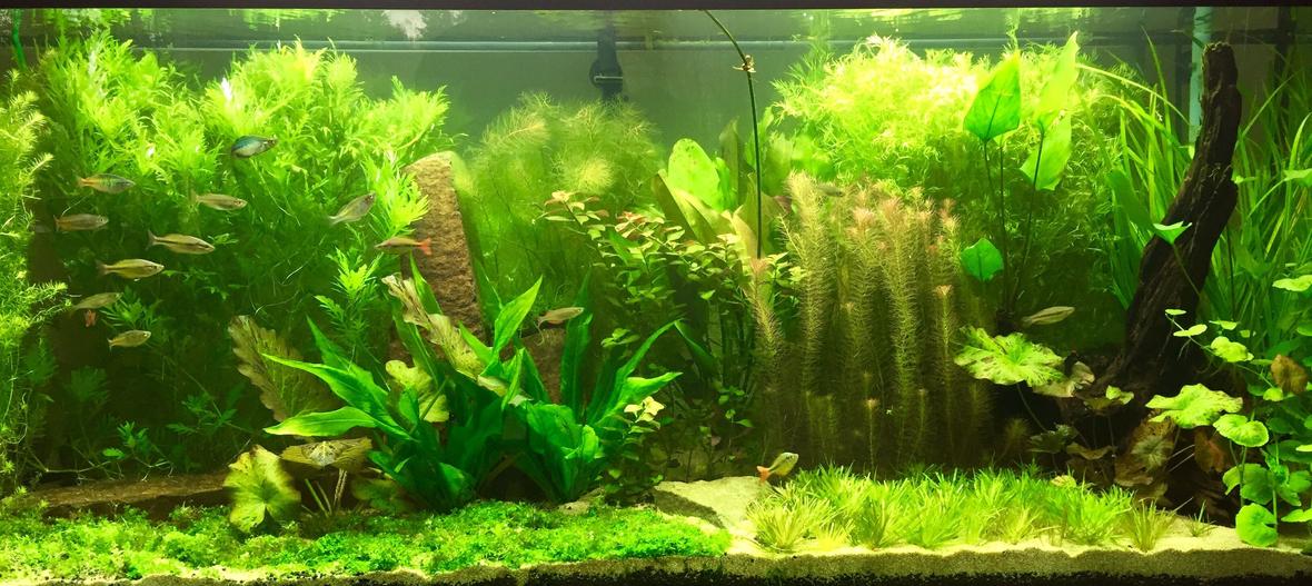 120 gallons planted tank (mostly live plants and fish) - New 120 gallon tank after 3 months