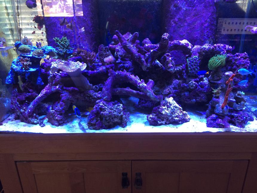 Rated #6: 120 Gallons Reef Tank - 120 mixed reef