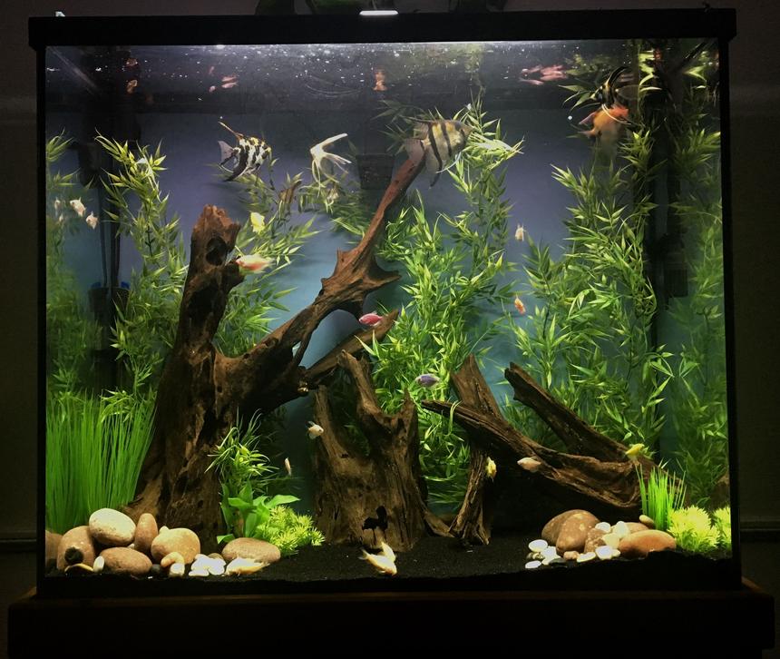 Rated #6: 70 Gallons Freshwater Fish Tank - 70 gallon tall unplanted community tank