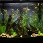 70 gallons freshwater fish tank (mostly fish and non-living decorations) - 70 gallon tall unplanted community tank