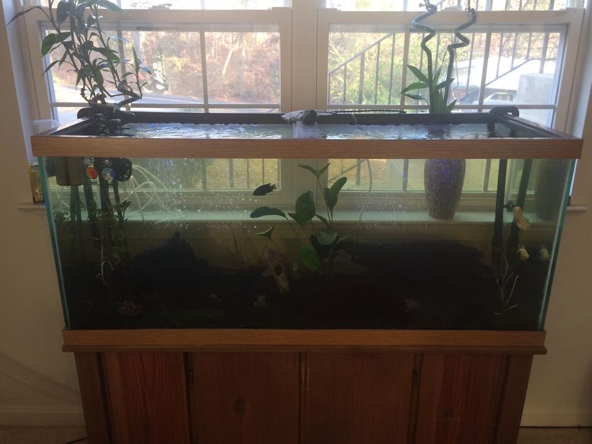 Rated #54: 75 Gallons Planted Tank - My tank will the window hurt things
