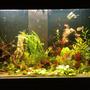 13 gallons planted tank (mostly live plants and fish) - New project