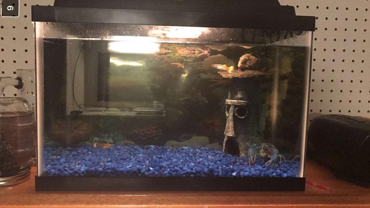 5 gallons freshwater fish tank (mostly fish and non-living decorations) - My tank
