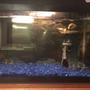 5 gallons freshwater fish tank (mostly fish and non-living decorations) - My tank