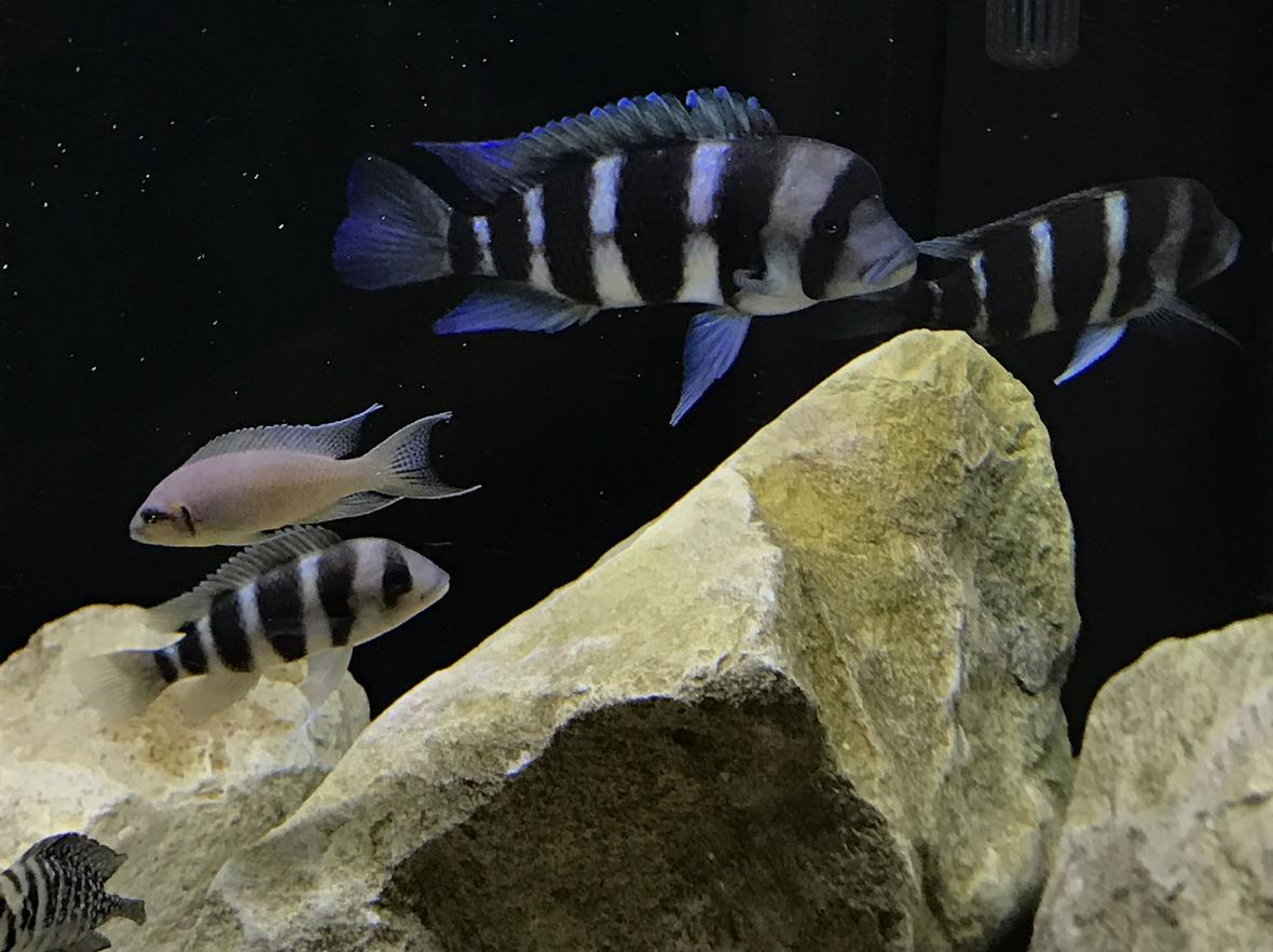 freshwater fish stocking in 55 gallons tank - My fronts