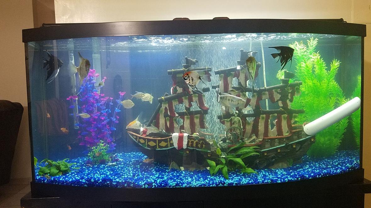 72 gallons freshwater fish tank (mostly fish and non-living decorations) - Three weeks Tank