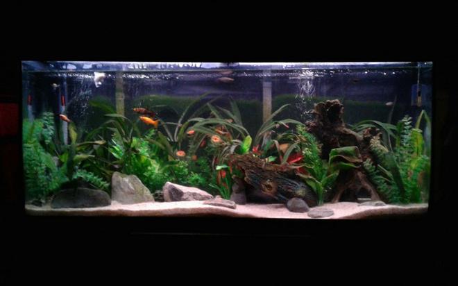 55 gallons freshwater fish tank (mostly fish and non-living decorations) - 55 gallon community artificially planted. Home to weather (dojo) loaches, peppered loaches, Bolivian rams, assorted Mollies, harliquin rasboras, black neon tetra, albino Cory cats, and mystery snails