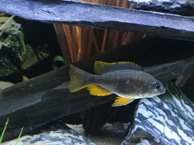 freshwater fish stocking in 45 gallons tank - Juvenile RedFin Borleyi 1-6-17