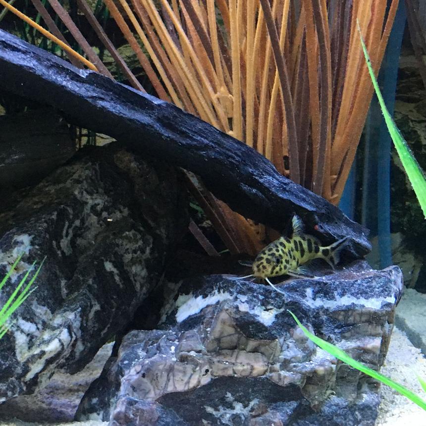 Rated #300: Freshwater Fish Stocking In 45 Gallons Tank - Synodontis Multipunctatus 1-6-17