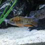 freshwater fish stocking in 45 gallons tank - Juvi. Jacobfriebergi 1-9