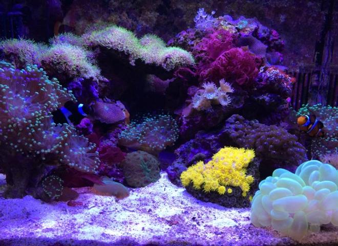 29 gallons reef tank (mostly live coral and fish) - Corals: (GreenTipFrogspawn-x3), (GreenStarPolyps), (Mushrooms:Green,Blue,Orange), (SunCoral), (DuncanCoral-x2), (PulsingXenia), (NeonGreenBubbleCoral), (Zoanthids-BlueBerryFields), (WarPaintFavia)
Inverts: (RedEncrustedTubeWorms)
Macro: (OrangeSpec.DragonsBreath)