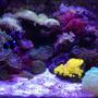 29 gallons reef tank (mostly live coral and fish) - Corals: (GreenTipFrogspawn-x3), (GreenStarPolyps), (Mushrooms:Green,Blue,Orange), (SunCoral), (DuncanCoral-x2), (PulsingXenia), (NeonGreenBubbleCoral), (Zoanthids-BlueBerryFields), (WarPaintFavia) Inverts: (RedEncrustedTubeWorms) Macro: (OrangeSpec.DragonsBreath)