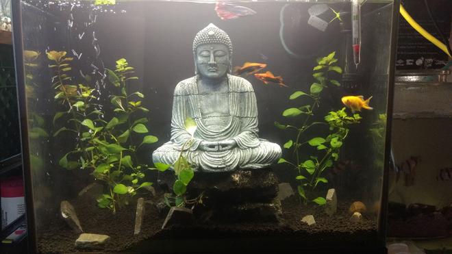 30 gallons planted tank (mostly live plants and fish) - 28 gallon lightly planted tank. Large variety of fish although alot of them are hiding in the photo.