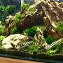150 gallons planted tank (mostly live plants and fish) - first aquascape. Dragon stone, weeping and flame moss. Planning on adding shrimp.