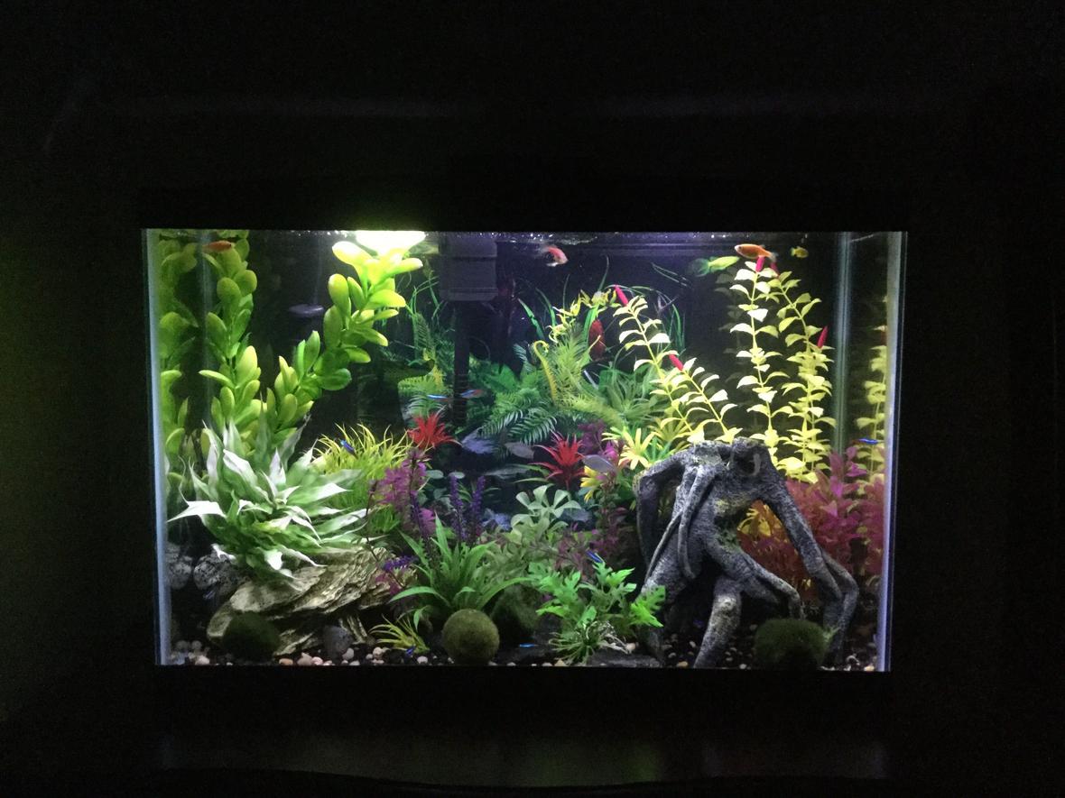 15 gallons freshwater fish tank (mostly fish and non-living decorations) - 15 gallon freshwater