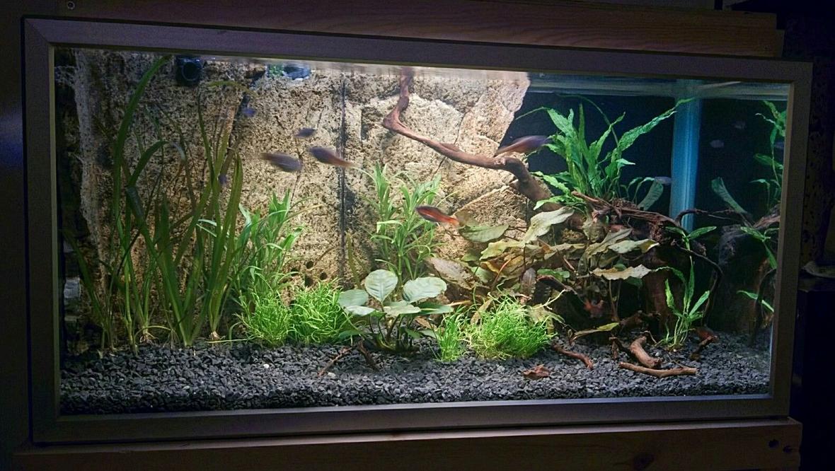 20 gallons planted tank (mostly live plants and fish) - Back in the hobby after a 10 year break, with a new setup. Can't wait for it to mature.