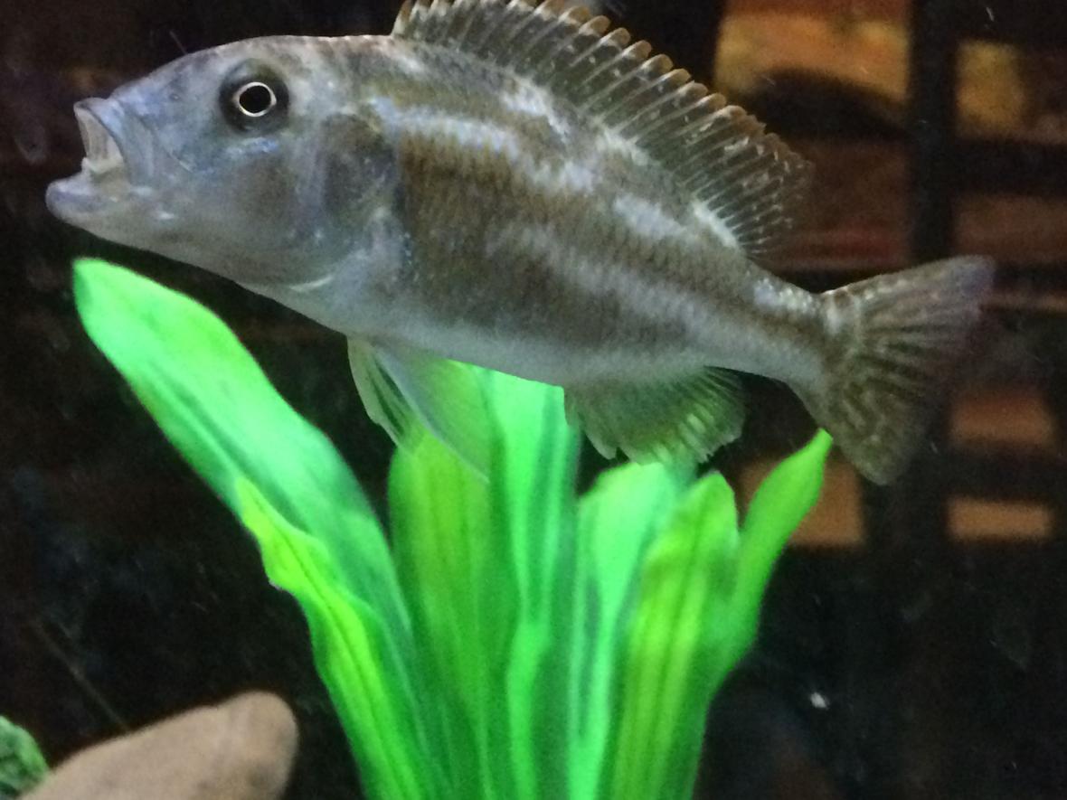 freshwater fish stocking in 55 gallons tank - Venustrus