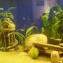 fish tank picture - Cardinal tetra