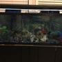 50 gallons freshwater fish tank (mostly fish and non-living decorations) - My Adult cichlid tank.