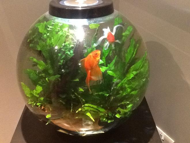 15 gallons freshwater fish tank (mostly fish and non-living decorations) - Biorb 60 drilled through bottom to fluval 106 canister filter, inline heater, LED intelligent lighting. Java ferns, various anubias. Two fantail goldfish, Tiny Bristlenose plec.