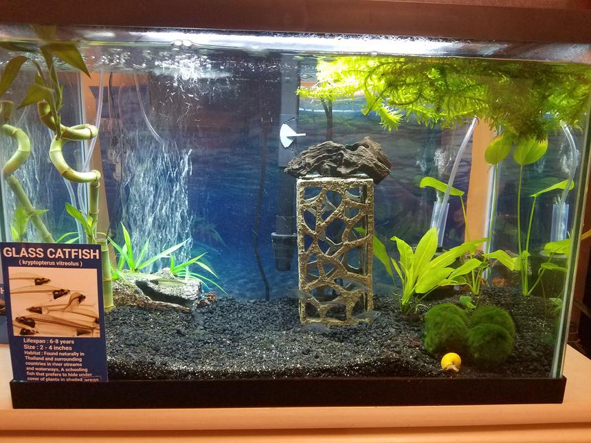 Rated #82: 20 Gallons Freshwater Fish Tank - 20 gal 10 glass cats and 10 ghost shrimp, 1 gold inca snail, 1 bristlenose pleco very small. 6 marimo moss balls, 2 amazon swords, 1 anubias small, 2 bamboo 1 big 1 small, many bunches of elodea waterweed free floating man.