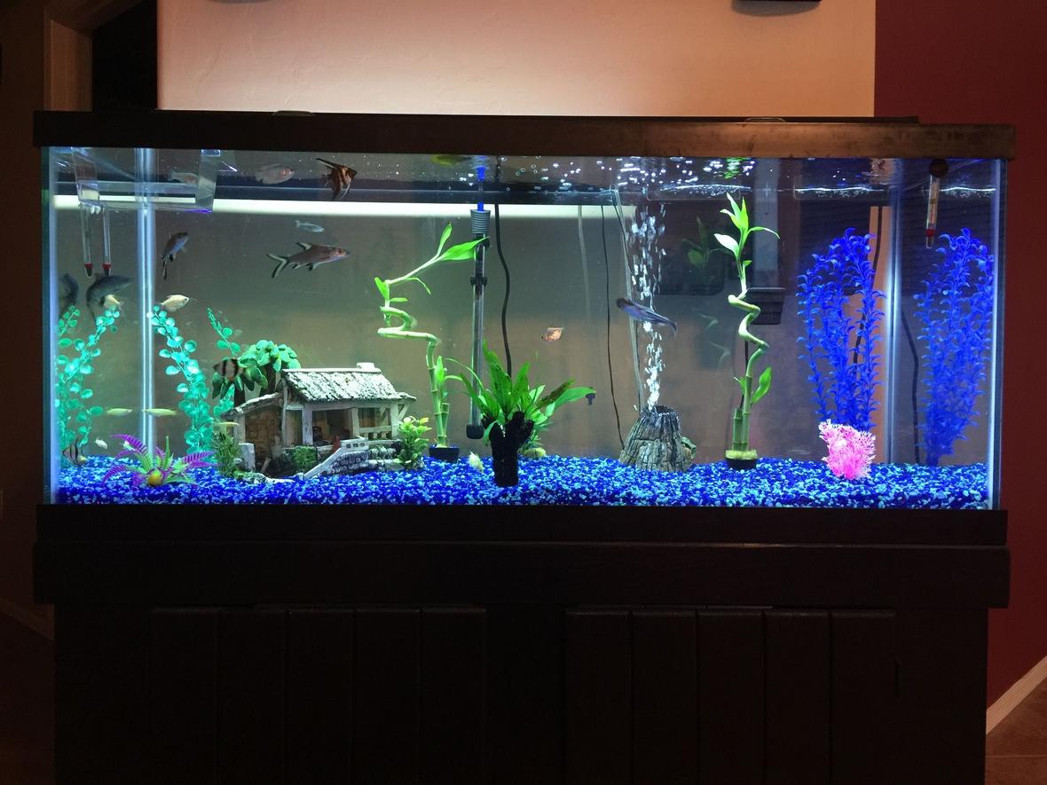75 gallons freshwater fish tank (mostly fish and non-living decorations) - 75 Gallon Semi Aggressive freshwater