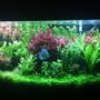 75 gallons planted tank (mostly live plants and fish) - Planted 75
