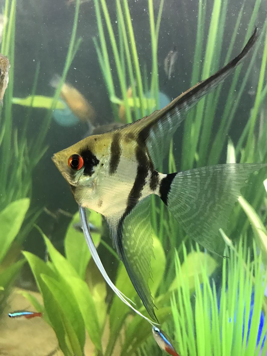 Rated #1: Freshwater Fish Stocking In 29 Gallons Tank - Zebra veil angel