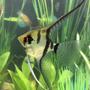 freshwater fish stocking in 29 gallons tank - Zebra veil angel