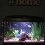 fish tank picture - Additional photo.