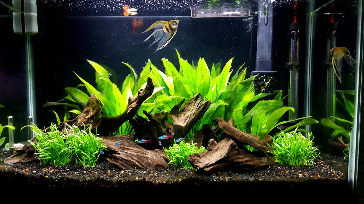 29 gallons freshwater fish tank (mostly fish and non-living decorations) - 29 gallon community tank