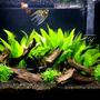 29 gallons freshwater fish tank (mostly fish and non-living decorations) - 29 gallon community tank
