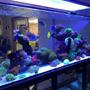 400 gallons reef tank (mostly live coral and fish) - 400g mixed reef