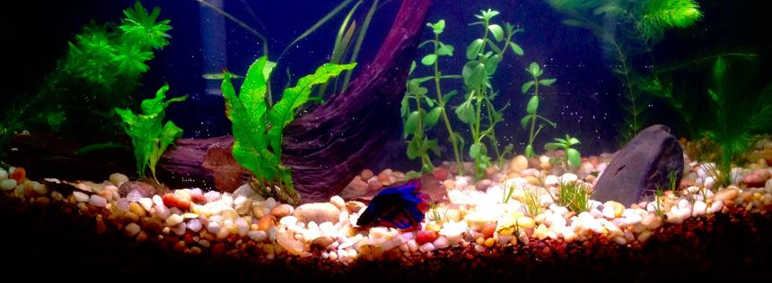 Rated #2812: 60 Gallons Freshwater Fish Tank - 6.6g low tech planted betta tank.