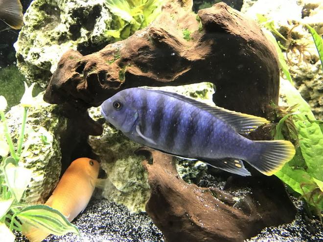 freshwater fish stocking in 60 gallons tank - Cobalt blue Zebra Cichlid