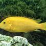freshwater fish stocking in 60 gallons tank - Electric Yellow Cichlid