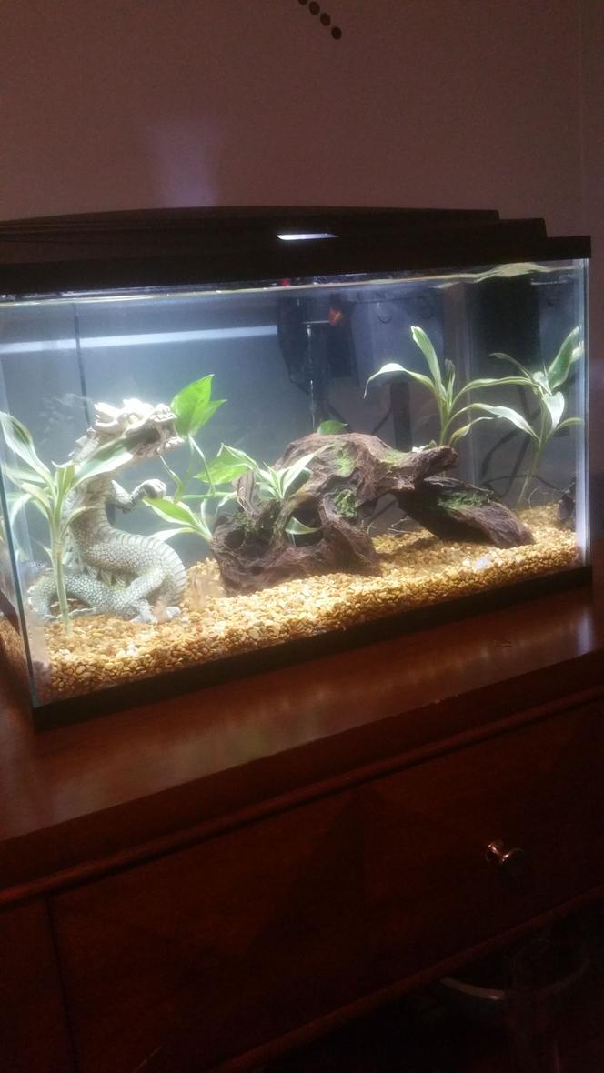Rated #56: 10 Gallons Planted Tank - 2 dwarf gourami
1 rubber lip pleco 
1 silver zebra angelfish
4 tiger barbs

Tiger barbs colors look faded because recently did water change and they are stressed