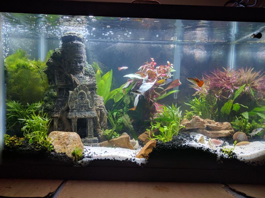 Rated #35: 10 Gallons Planted Tank - 3 day old 10 gallon tank. Trying to see about keeping a Betta with Guppies.