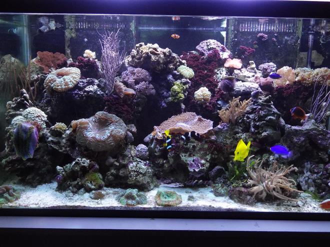 120 gallons reef tank (mostly live coral and fish) - Today's tank picture.