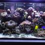 120 gallons reef tank (mostly live coral and fish) - Today's tank picture.