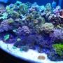 46 gallons reef tank (mostly live coral and fish) - 46gal reef tank This tank is only been going 4 months, going well so far! So glad I got back into this hobbie after a 7 year hiatus! Still battling the new tank alge and cynical but I'm fighting it.