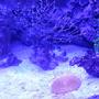 fish tank picture - Orange fungia plate