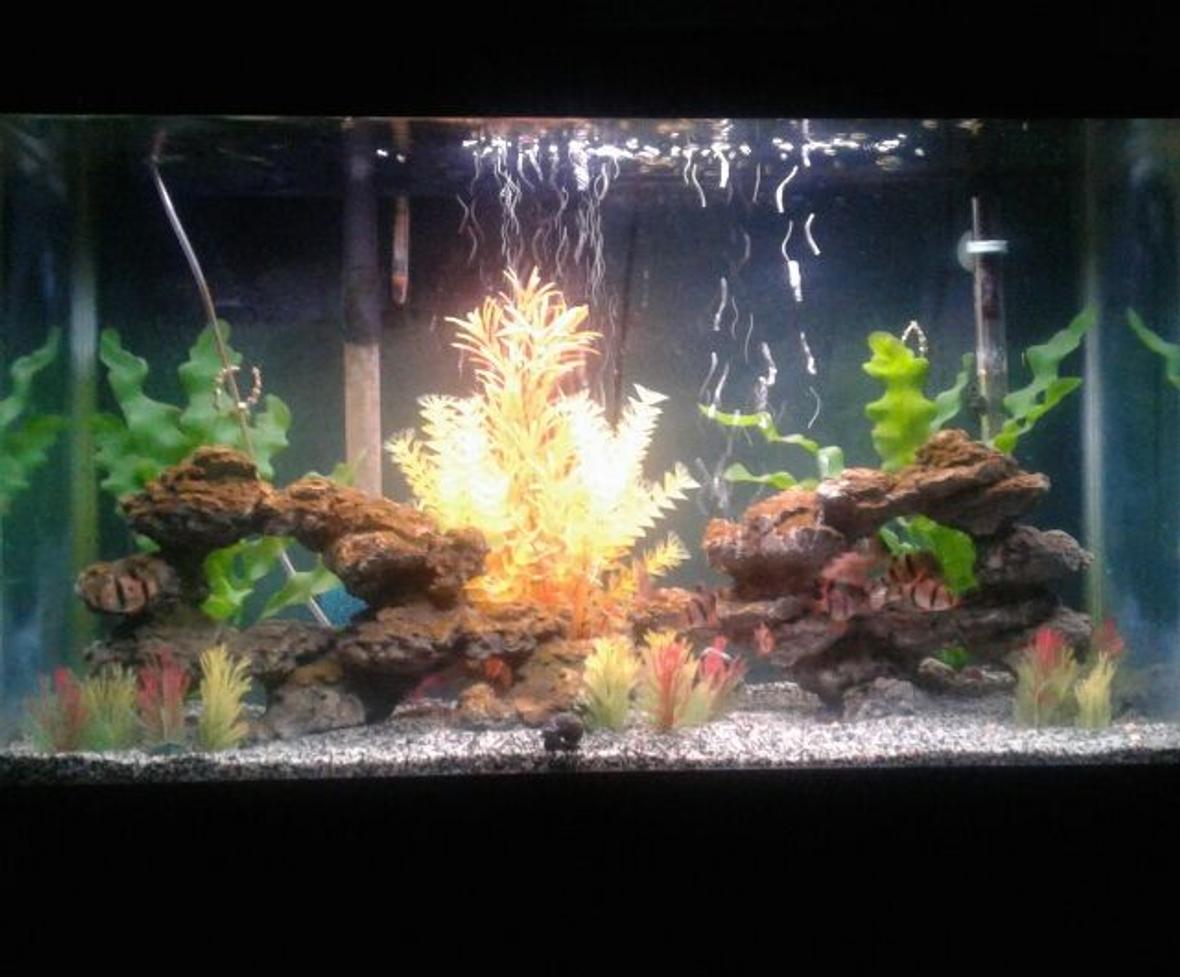 29 gallons freshwater fish tank (mostly fish and non-living decorations) - Houses tiger barbs and one mystery snail. Mixed sand substrate and artificial rocks and plants.