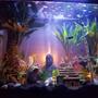 37 gallons freshwater fish tank (mostly fish and non-living decorations) - First week, waiting on a additional 225 led 14 watt marine lamp