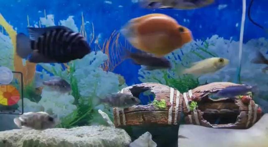 Rated #75: 30 Gallons Freshwater Fish Tank - My Tank