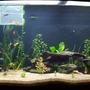 75 gallons planted tank (mostly live plants and fish) - So I'm new to planted aquariums, got this aquarium on the cheap, and went for it. I kept fish when I was younger, but I'm just now getting back into the hobby. the first pic was a couple weeks ago, and the second was a couple days ago. The hornwort and moneywart are doing great, but the anubias looks like kinda weak. I did fertilizer with osmocote root tabs, but beyond that, pretty unsure what to do the liven it up. Suggestions?
