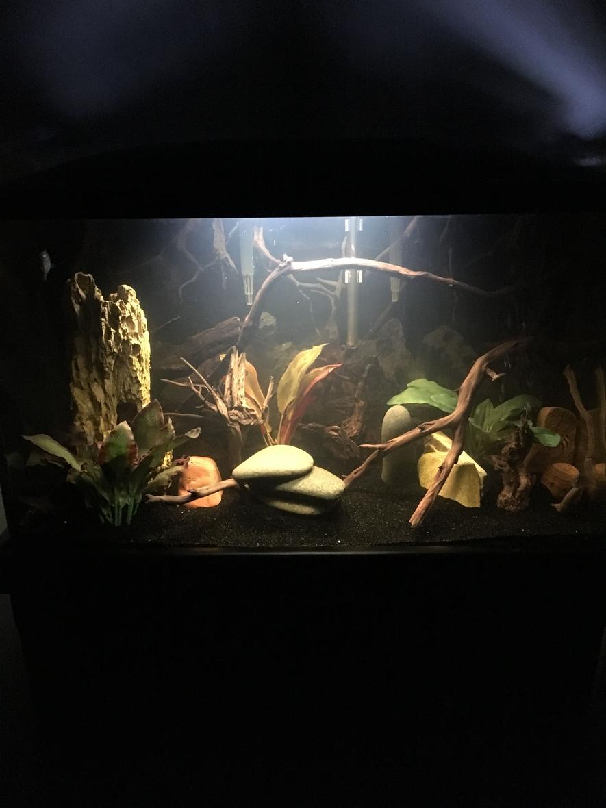Rated #24: 29 Gallons Freshwater Fish Tank - 29 gallon Bolivian ram tank