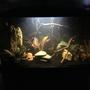 29 gallons freshwater fish tank (mostly fish and non-living decorations) - 29 gallon Bolivian ram tank