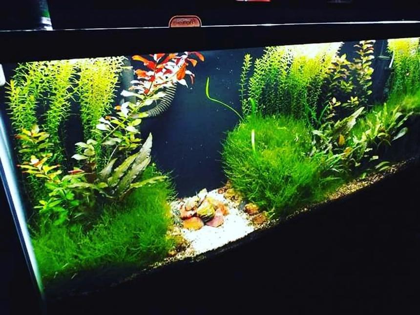 Rated #11: 72 Gallons Planted Tank - 55 gallon scape. Crypt. Wendtii, Ludwigia Repens, Rotala Indica, Christmas Moss. Petrified wood from Cedar Mountain, Utah in the center.