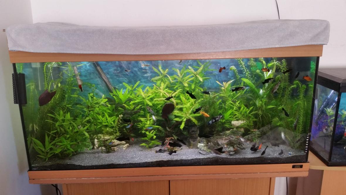 40 gallons planted tank (mostly live plants and fish) - Juwel Rio 180